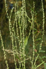 Amaranthus rudis