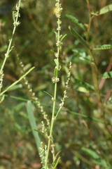 Amaranthus rudis