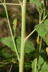 Amaranthus rudis