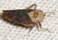 Paraphlepsius collitus