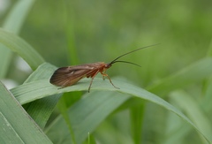Anabolia
