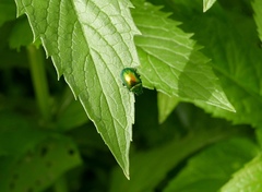 Chrysolina graminis
