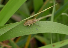 Lixus myagri