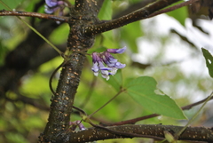 Vicia unijuga