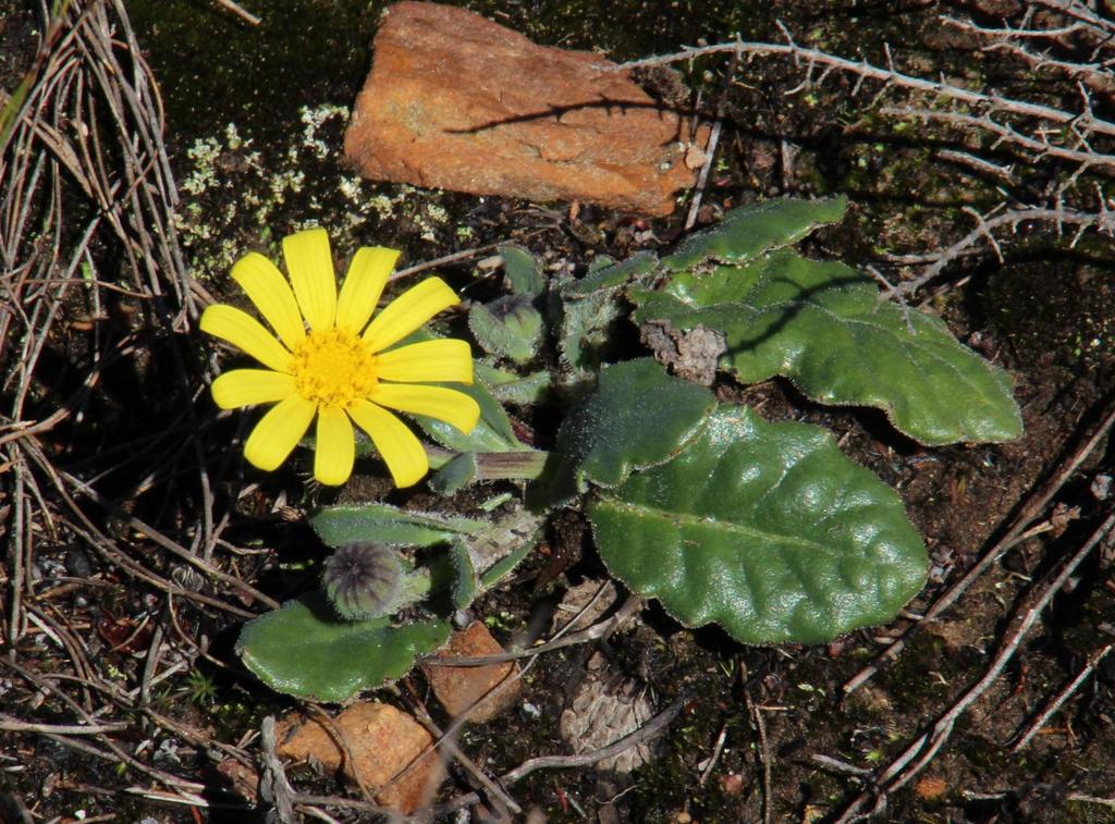 Hairy Babooncabbage