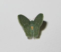 Metallochlora grisea