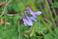 Vicia bungei