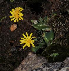 Othonna heterophylla