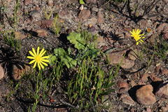 Othonna heterophylla