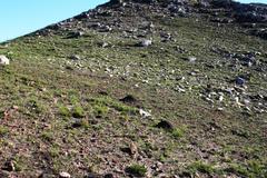 Othonna heterophylla