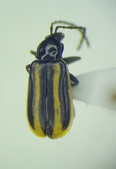 Diabrotica lemniscata