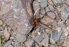 Prostemma aeneicolle