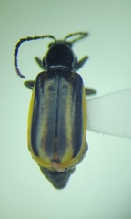 Diabrotica lemniscata