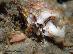 Pagurus brevidactylus