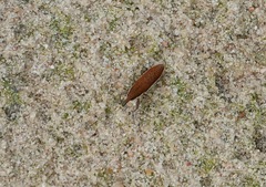 Lixus albomarginatus