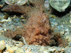 Antennarius scaber