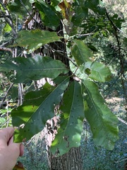 Quercus × leana