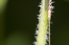 Hexagenia bilineata