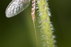 Hexagenia bilineata