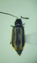 Diabrotica lemniscata