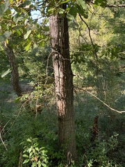 Quercus × leana
