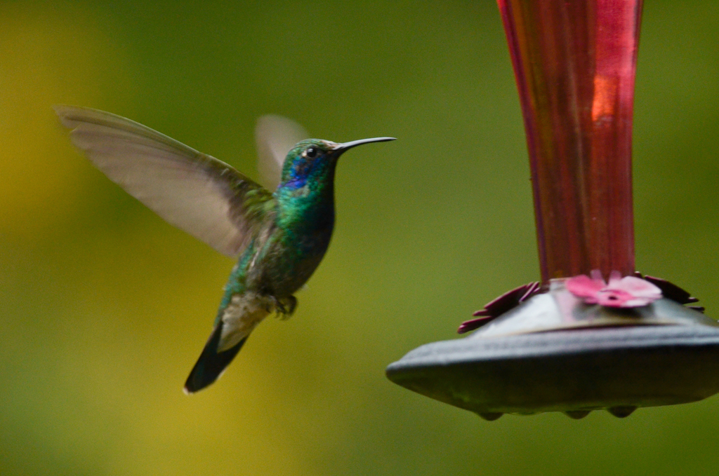 Green Violetear