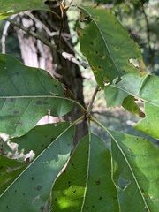 Quercus × leana