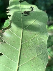 Quercus × leana