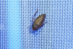 Aphrodini