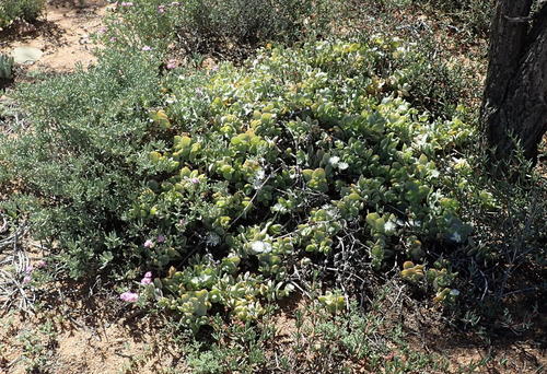 Prenia sladeniana (L. Bolus) L. Bolus