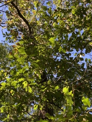 Quercus × leana