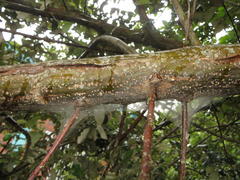 Brachylaena discolor