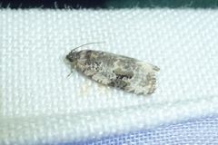 Celypha woodiana