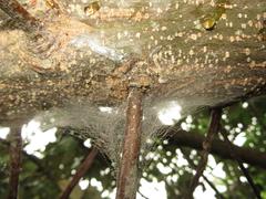 Brachylaena discolor