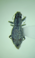 Mitostylus setosus