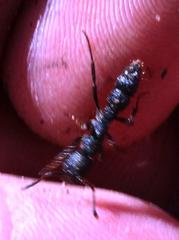 Bothroponera pumicosa