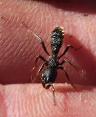 Bothroponera pumicosa