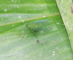 Dictyopharina viridissima