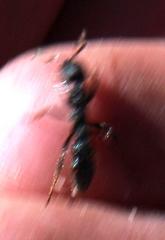 Bothroponera pumicosa