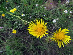 Berkheya discolor