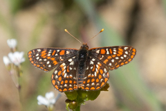 Euphydryas editha