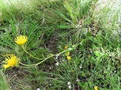 Berkheya discolor