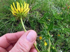Berkheya discolor