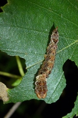 Falcaria lacertinaria