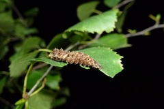 Falcaria lacertinaria