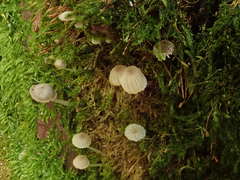 Mycena supina