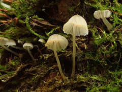 Mycena supina