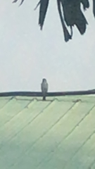 Aves