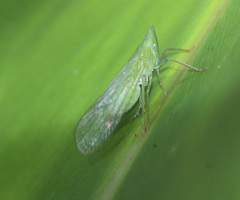 Dictyopharina viridissima