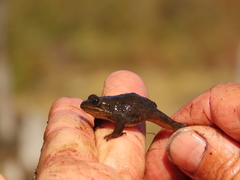 Rana pretiosa